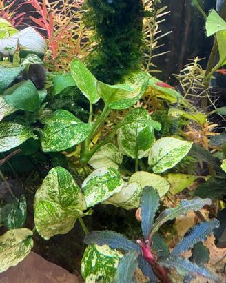 Anubias nana pinto