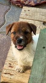 Cuccioli di Jack Russell broken