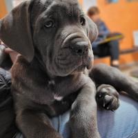 Cane corso