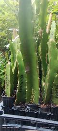 4 pitaya 1 desert 1 rose exp.  1 hybrid,  1 hawaii