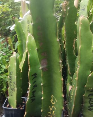 4 pitaya 1 desert 1 rose exp.  1 hybrid,  1 hawaii