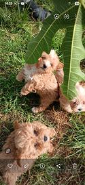 Cuccioli di maltipoo  toy premium 