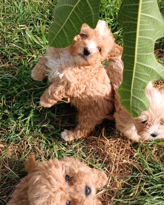 Cuccioli di maltipoo  toy premium 
