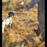 Setter inglese da caccia