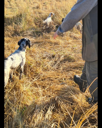 Setter inglese da caccia