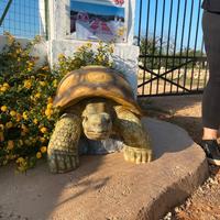 Tartaruga gigante in cemento