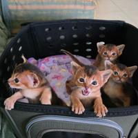Abissini I gattini