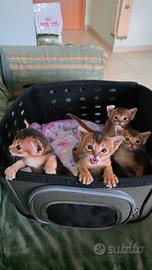 Abissini I gattini