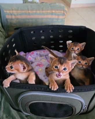 Abissini I gattini