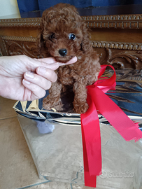 Barboncino minitoy 3 mesi red