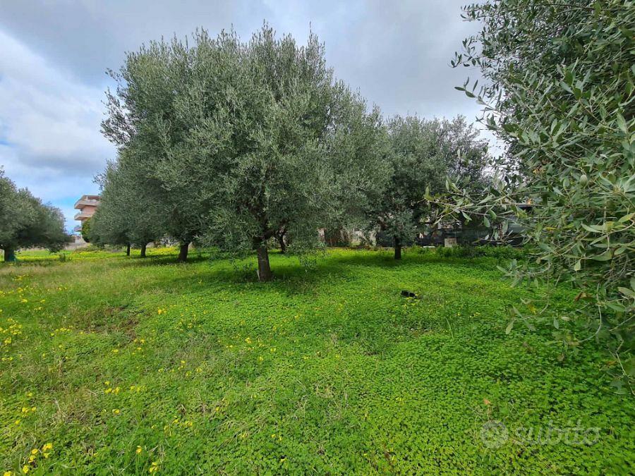 Terreno Agricolo Piantumato Campo Calabro 3.000 Mq - Vista 5