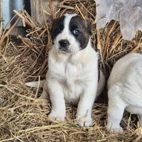 Pastore dell Asia centrale