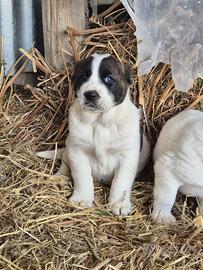 Pastore dell Asia centrale