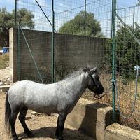 Stalloncino pony per monta