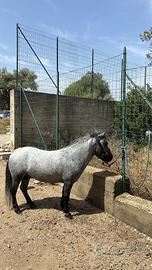 Stalloncino pony per monta