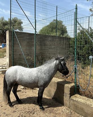 Stalloncino pony per monta