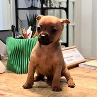 Pinscher toy cucciolo