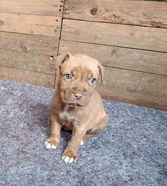 Cucciolo maschio di red nose