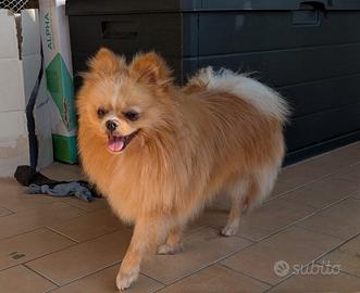 Stallone Spitz Tedesco nano (Pomerania)