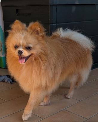 Stallone Spitz Tedesco nano (Pomerania)