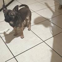 Cucciola Chiwuaua e pincher