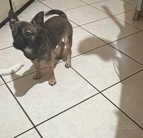 Cucciola Chiwuaua e pincher