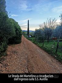 Terreno agricolo con oliveto, Valle del Martellino