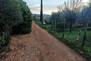 Terreno agricolo con oliveto, Valle del Martellino