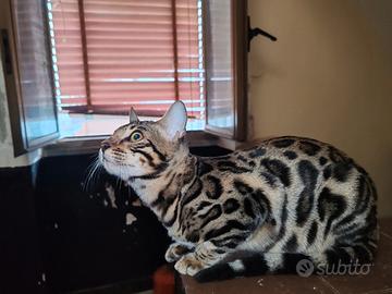 Gatto del Bengala cuccioli
