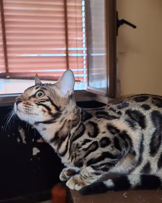 Gatto del Bengala cuccioli