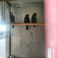 Appassionata parrots
