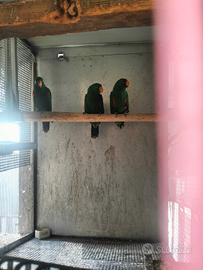 Appassionata parrots