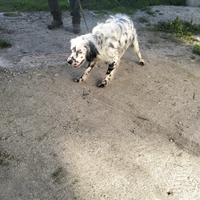 Frizzi : Cane da ferma setter inglese