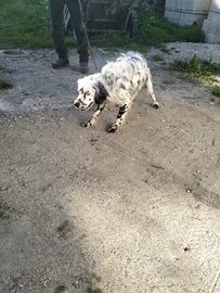 Frizzi : Cane da ferma setter inglese