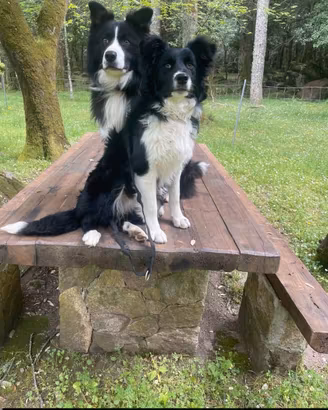 Border collie cuccioli