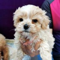 Cuccioli maltipoo maschi e femmine