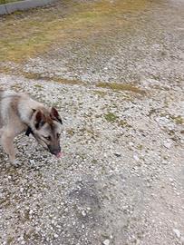 Pastore belga malinos maschio