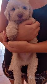 Cucciolo di LAGOTTO ROMAGNOLO