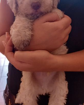 Cucciolo di LAGOTTO ROMAGNOLO