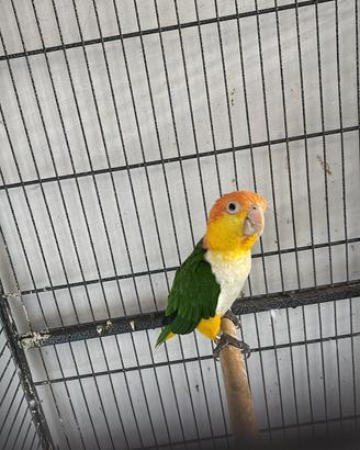 Caicco testa gialla