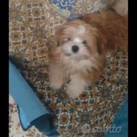 Lhasa Apso