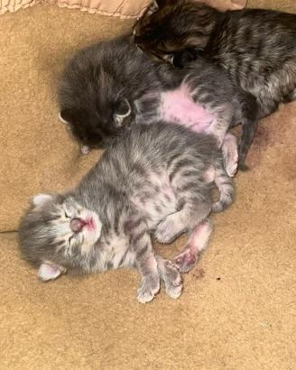 Gattino a pelo lungo