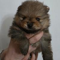 Cuccioli volpino di pomerania/ spitz tedesco nano