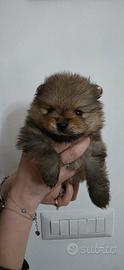 Cuccioli volpino di pomerania/ spitz tedesco nano