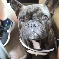 Bulldog Francese per accoppiamento