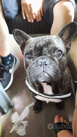 Bulldog Francese per accoppiamento