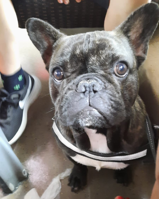 Bulldog Francese per accoppiamento