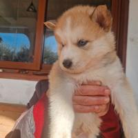 6 cuccioli husky