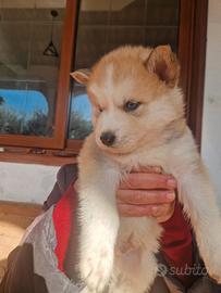 6 cuccioli husky