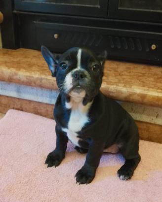 Cucciola di bulldog francese nera